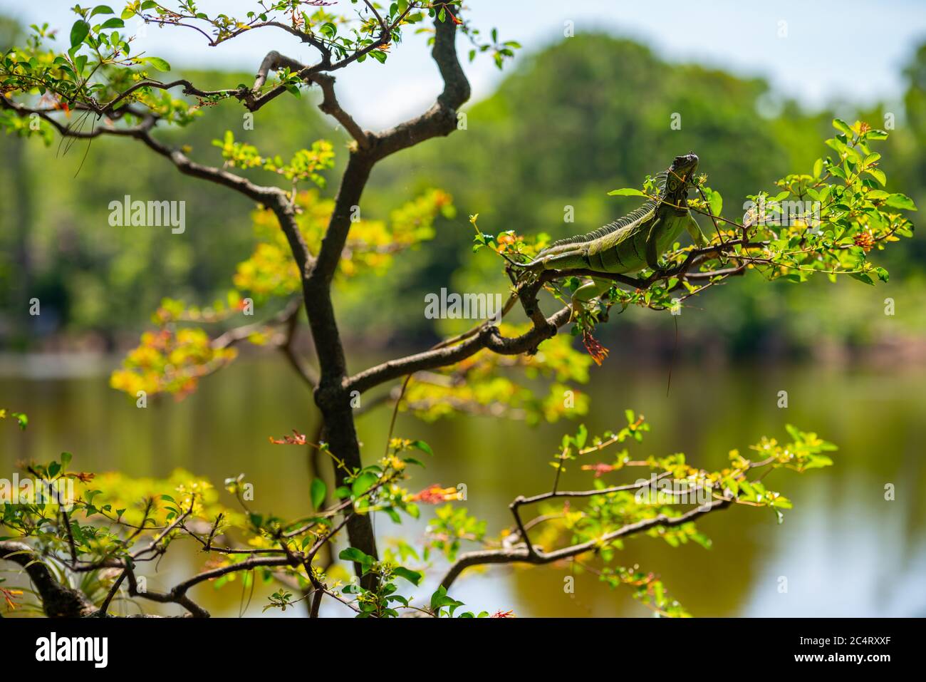 Iguana se détendre sur un arbre dans un jardin Banque D'Images