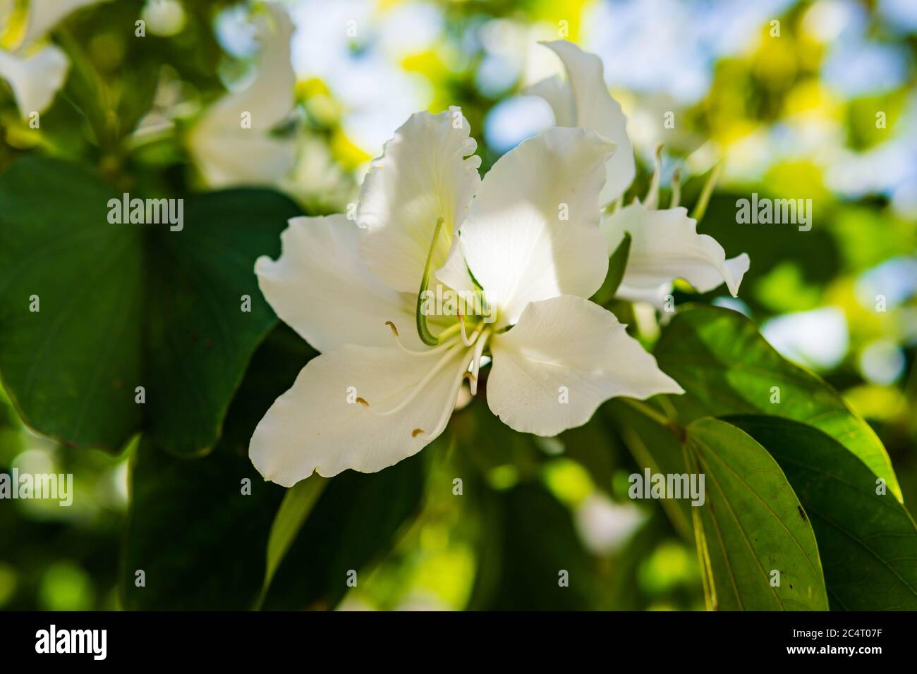 Fleurs blanches Bauhinia forficata connu comme arbre d'orchidées brésilien à Belo Horizonte, Brésil. Banque D'Images