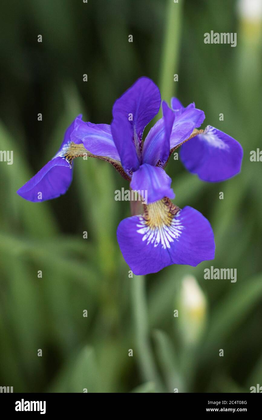 Un iris sibérien pourpre (Iris sibirica), également connu sous le nom de drapeau sibérien, fleurissant dans un jardin du Massachusetts, États-Unis. Banque D'Images
