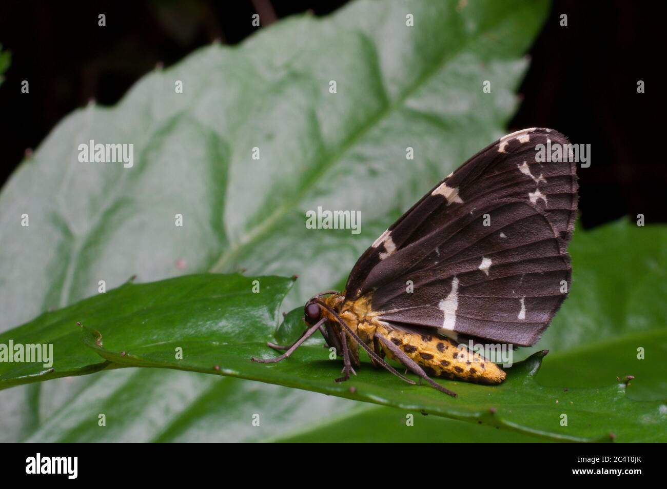 Un géomètre coloré (famille Geometridae, sous-famille Ennominae) sur une feuille la nuit dans la réserve forestière de Knuckles, district de Matale, Sri Lanka Banque D'Images