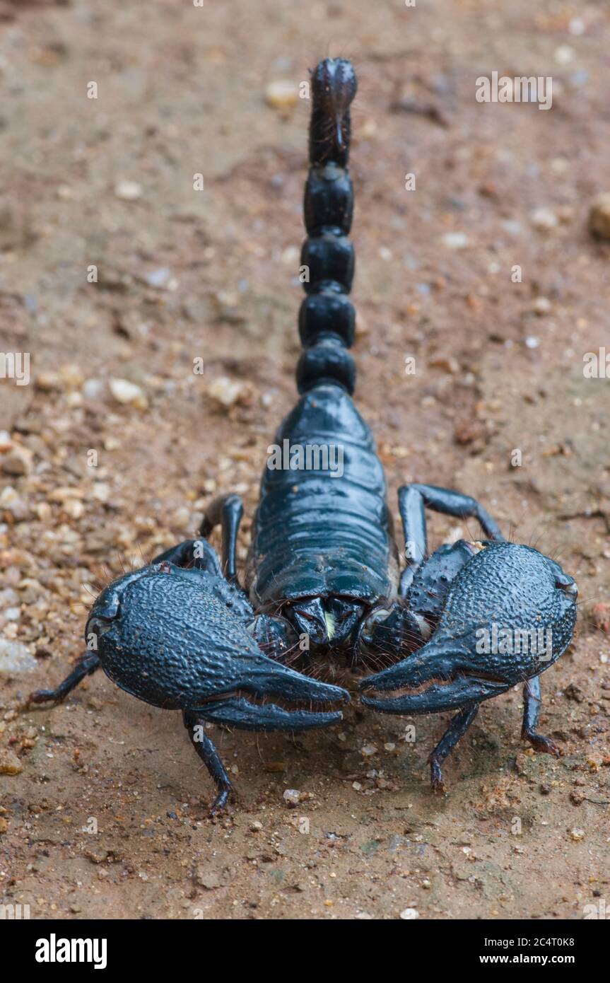 Un scorpion forêt géant (Heterometrus indus) montrant ses énormes griffes et son aiguillon près de la réserve forestière de Knuckles, district de Matale, Sri Lanka Banque D'Images