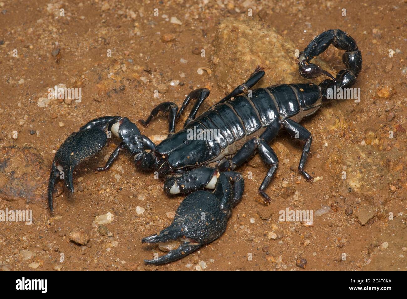 Un scorpion forêt géant (Heterometrus indus) montrant ses énormes griffes et son aiguillon près de la réserve forestière de Knuckles, district de Matale, Sri Lanka Banque D'Images