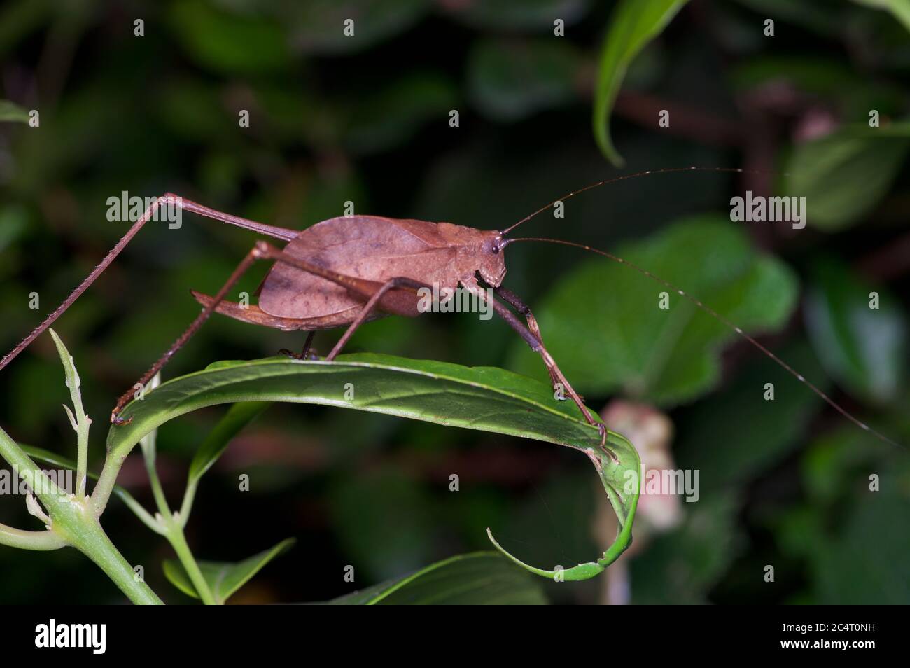Un katydid à longues pattes (famille des Tettigonidae, sous-famille des Mecopodinae) sur une feuille la nuit dans la réserve forestière de Knuckles, district de Matale, Sri Lanka Banque D'Images