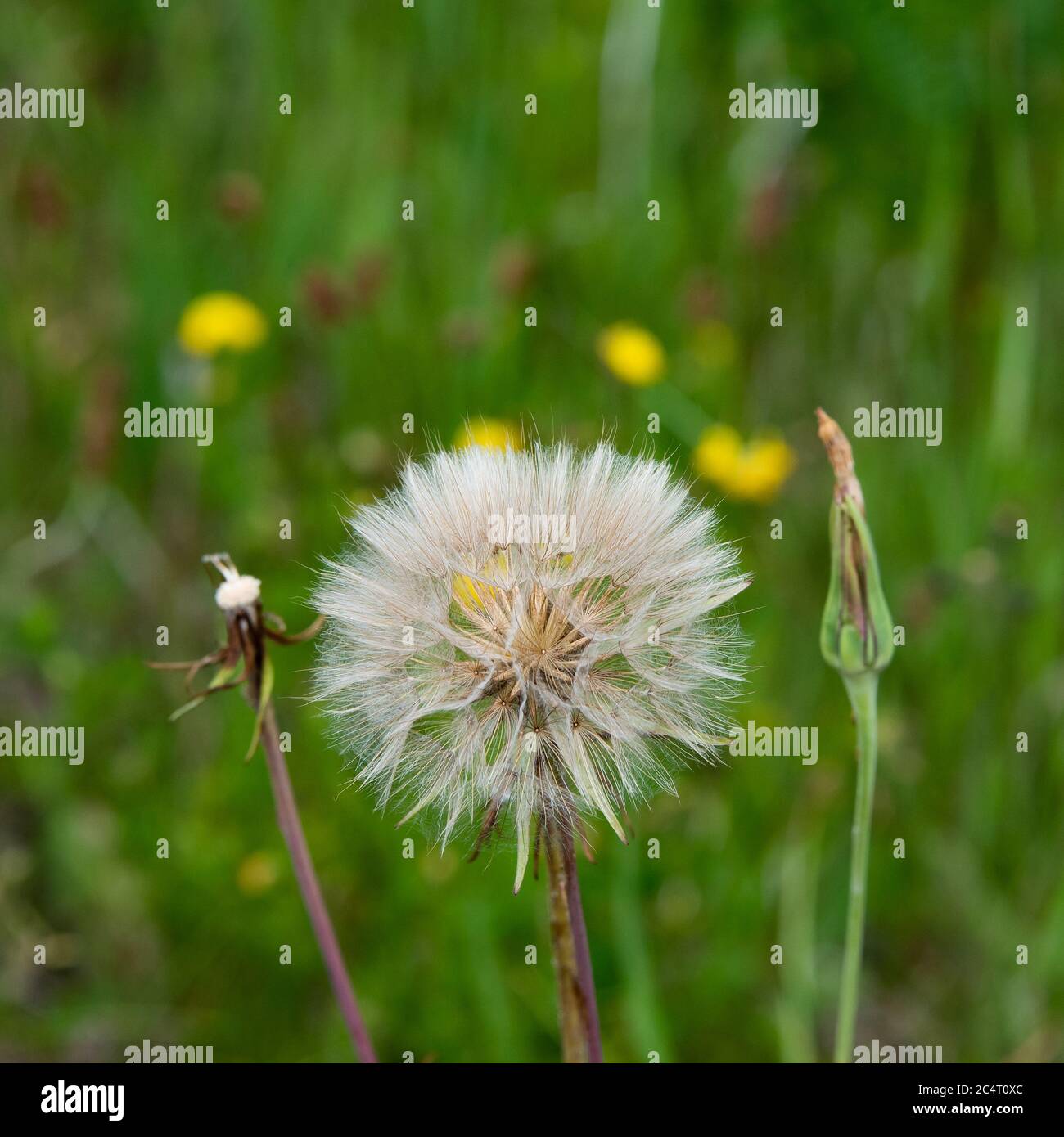 Salsifiez, ou barbiche, globe de graines avec bourgeon et tige de fleur, une plante à fleurs de la famille des tournesol, poussant dans une parcelle de mauvaises herbes. Banque D'Images