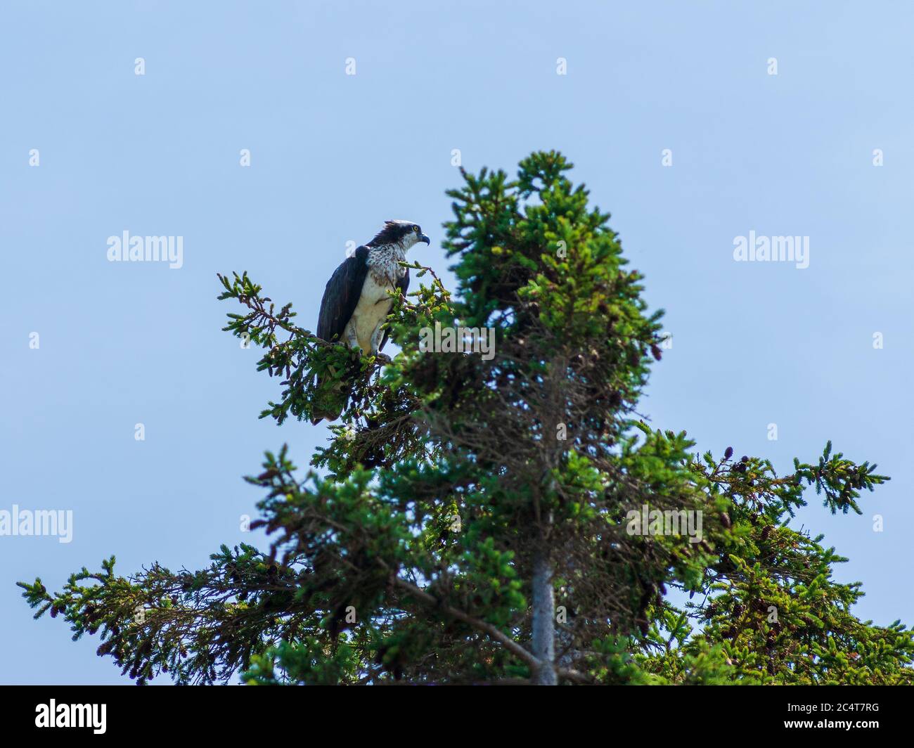 Osprey (Pandion haliaetus carolinensis) scouting pour prier d'un arbre d'épinette. Dalvay, parc national de l'Île-du-Prince-Édouard, Canada Banque D'Images