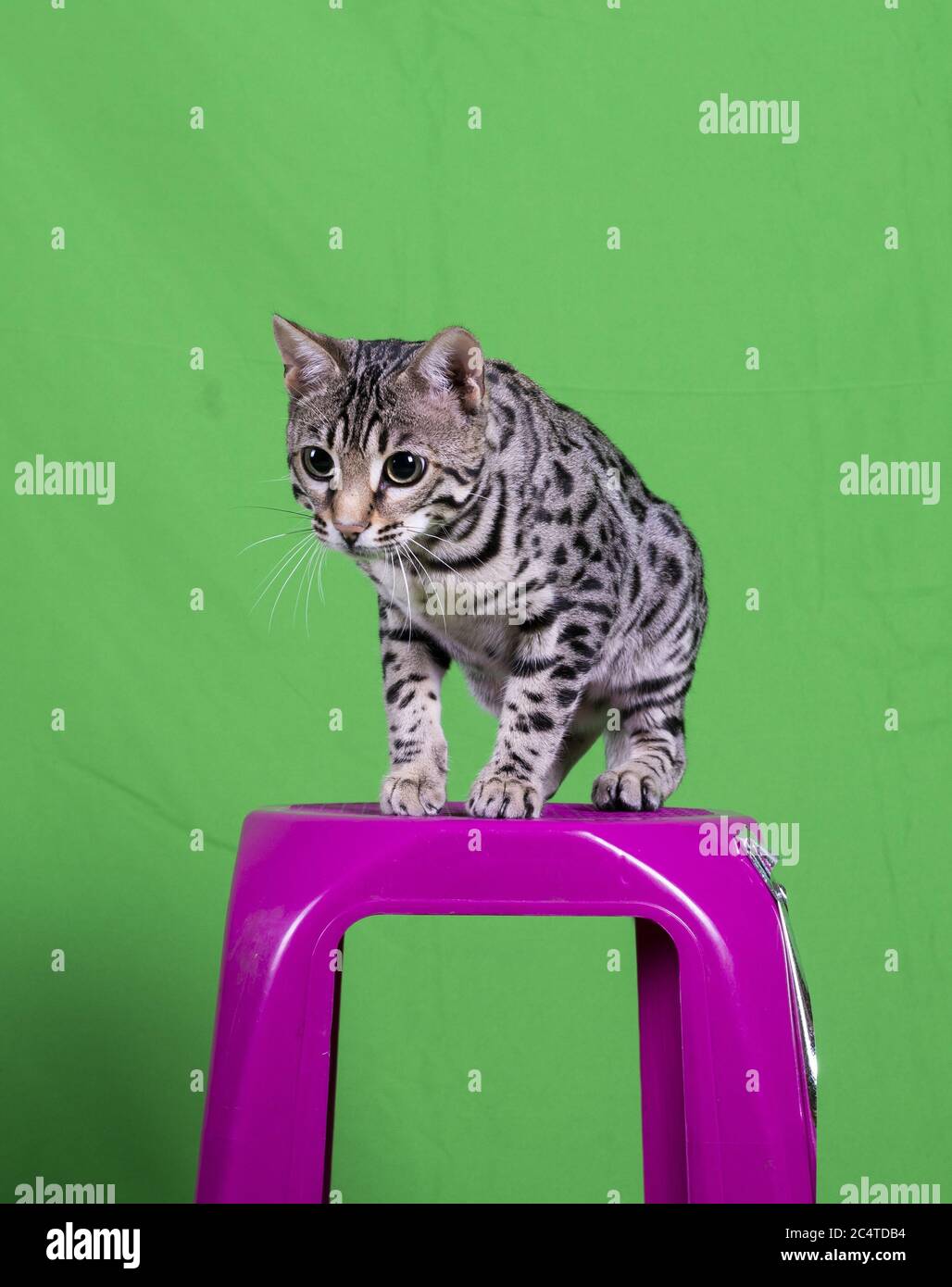Photo Verticale D Un Chat Bengale De Race Pure Tabouret En Plastique Violet Avec Fond Vert Photo Stock Alamy