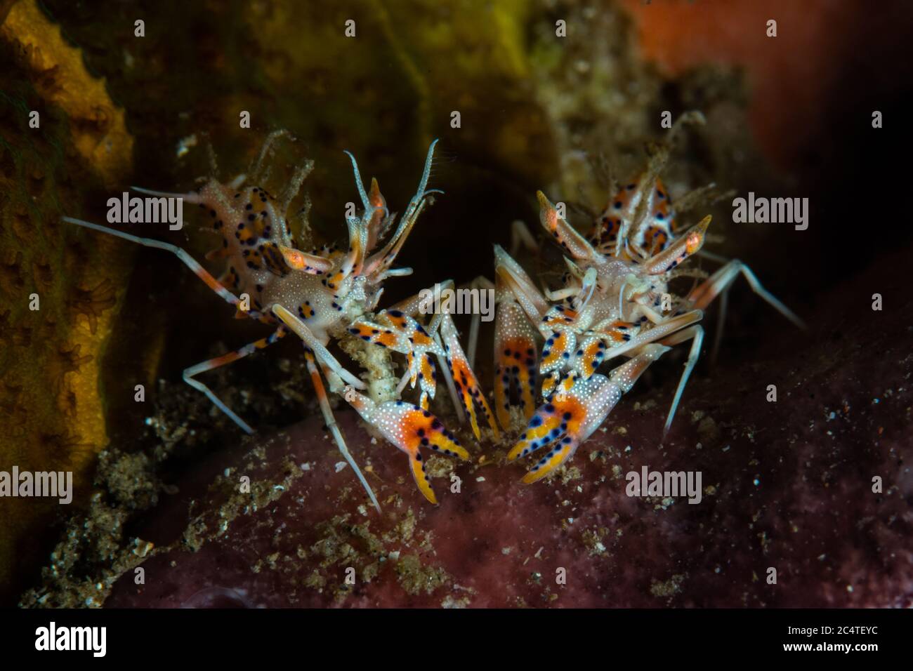 Une paire de crevettes tigrées cryptiques mais de couleur vive, Phyllognathia ceratophthalmus, se trouve sur un récif de corail dans le détroit de Lembeh, en Indonésie. Banque D'Images