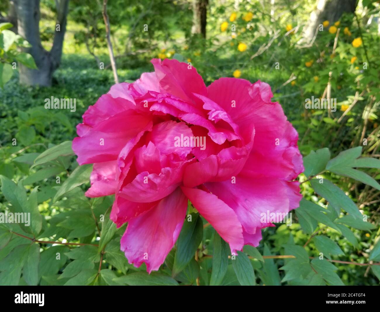 Une seule grande pivoine rose, ou pivoine, dans un arrière-plan vert feuillu et partiellement flou. Banque D'Images
