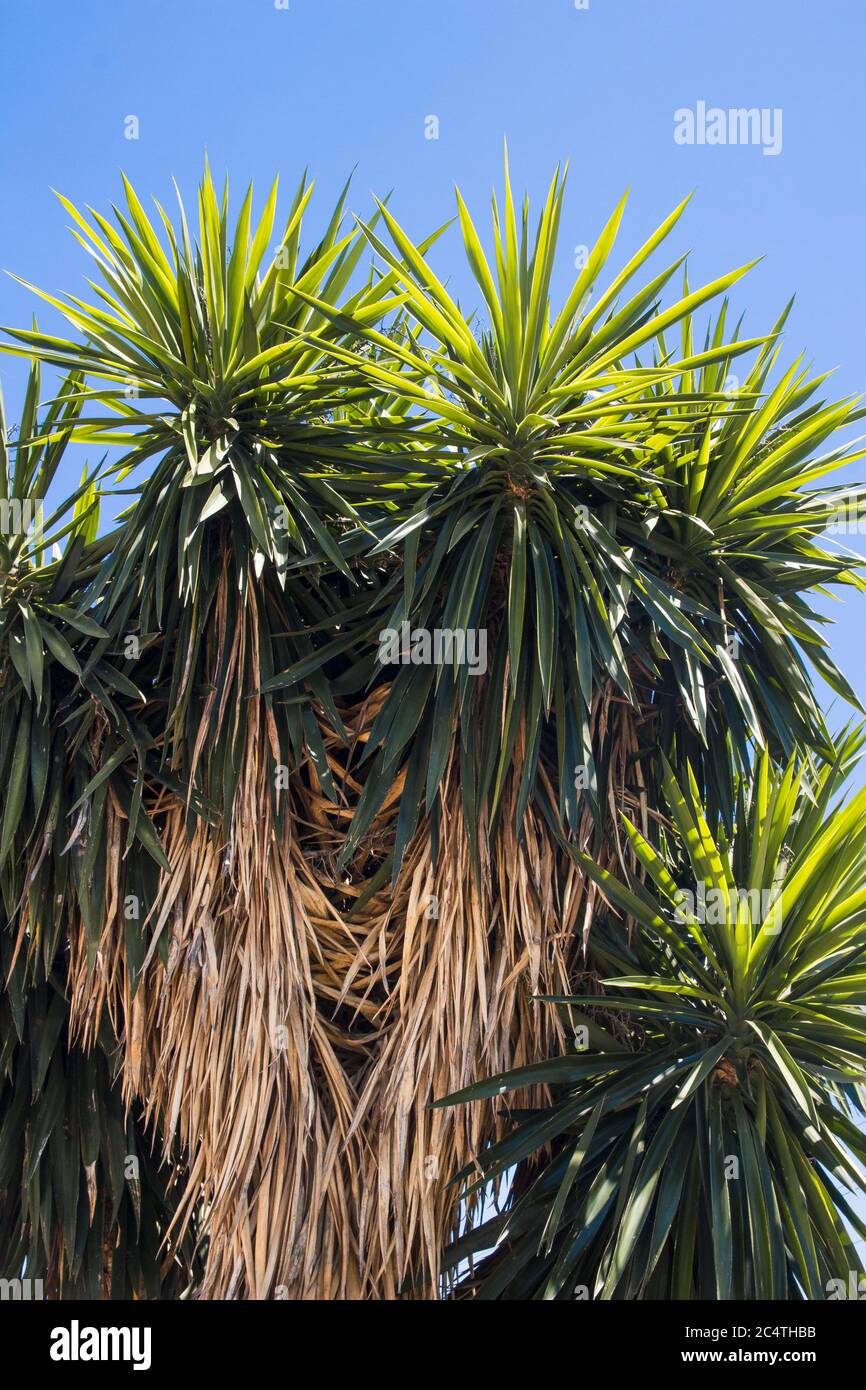 Plan vertical des plantes de l'espèce agave sous le ciel bleu Banque D'Images