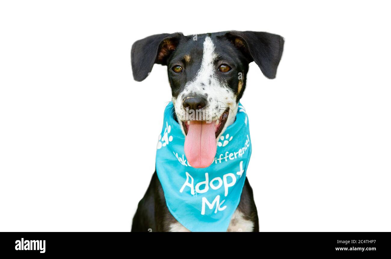 Un chien de sauvetage refuge animaux est la publicité pour adoption isolé sur un fond blanc Banque D'Images