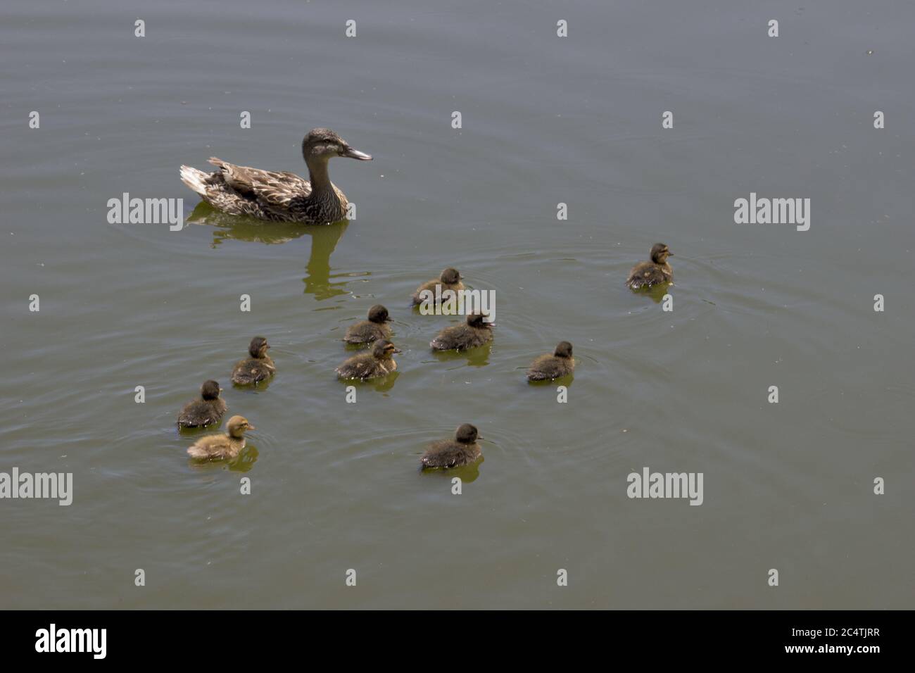 Mère canard nageant dans l'étang avec les canetons Banque D'Images