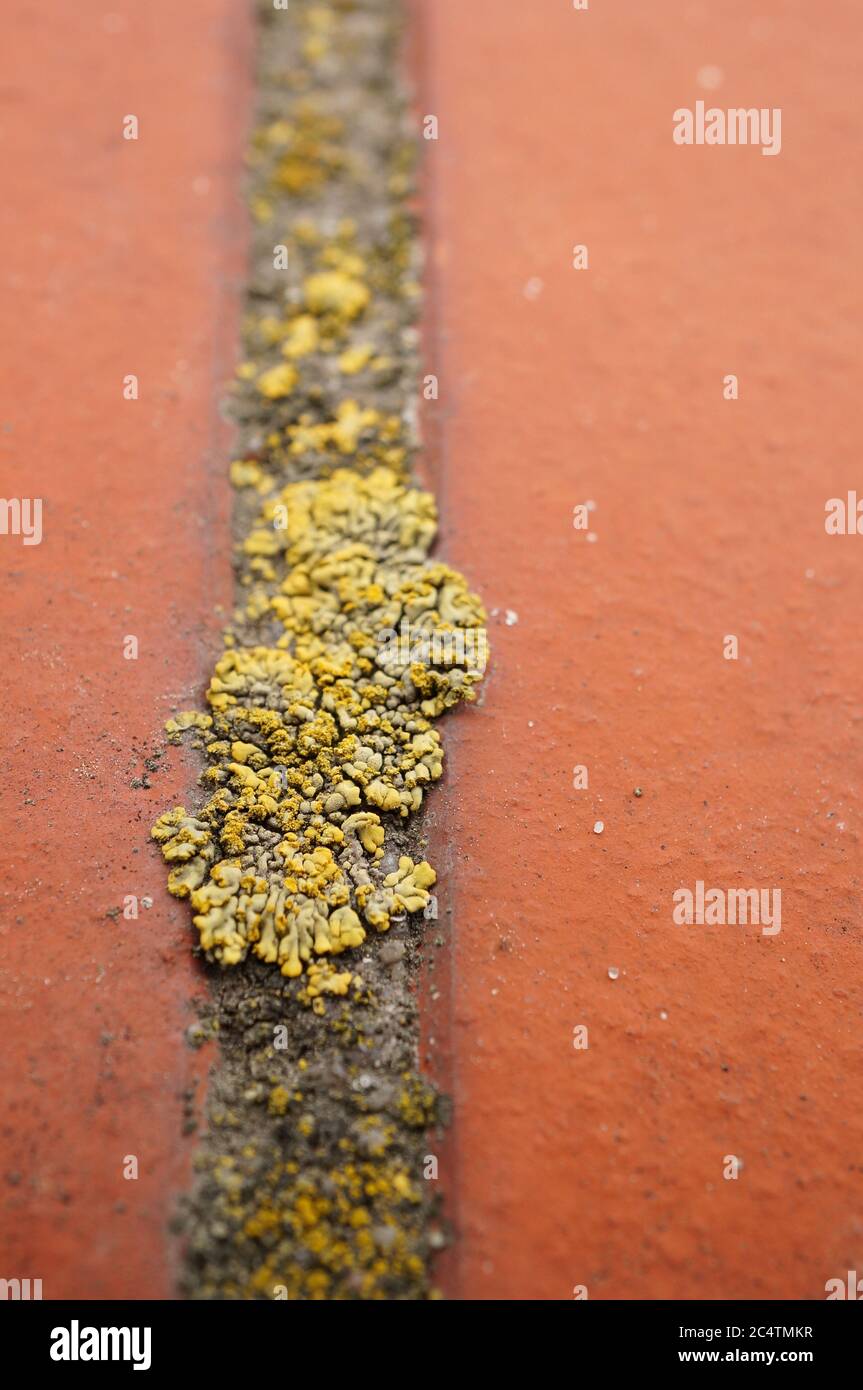 Gros plan vertical de la formation de mousse sur un mur brun Banque D'Images