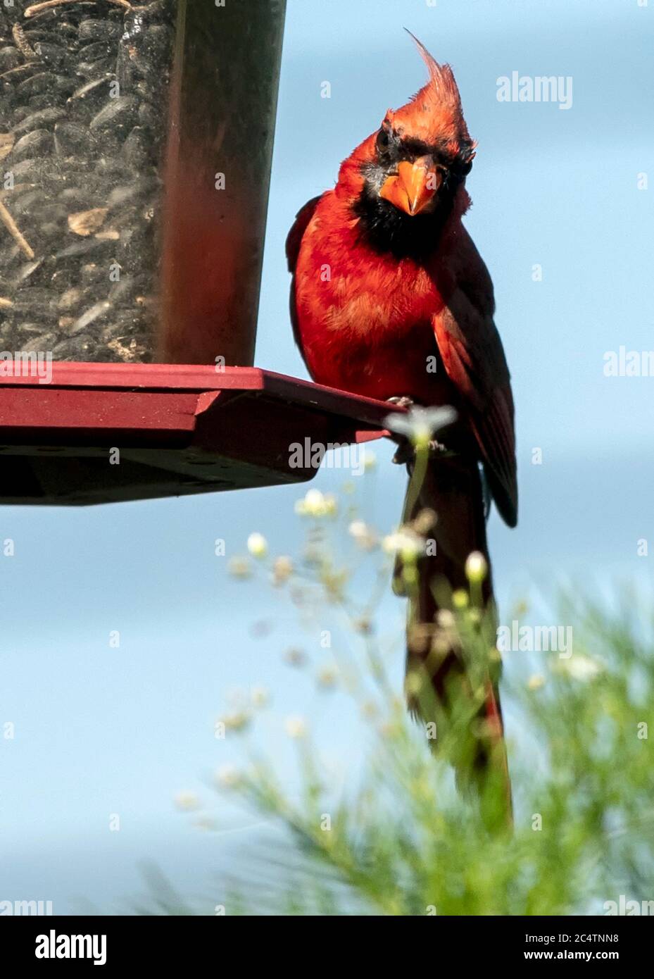 Le cardinal du Nord perche sur un mangeoire à oiseaux derrière un bouquet de fleurs sauvages. Banque D'Images