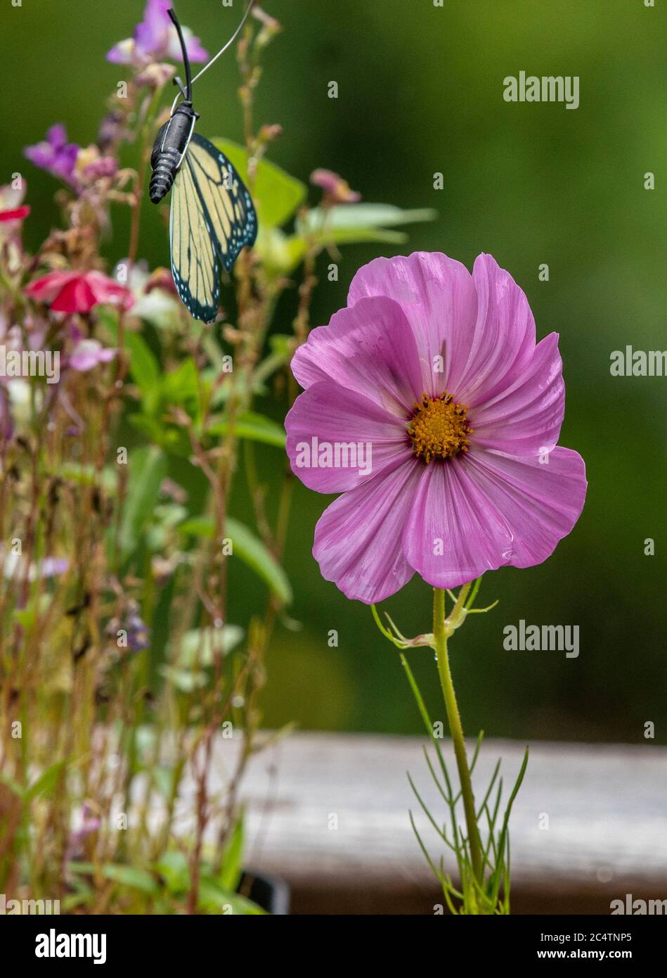 COSMOS dans le jardin après une douche à effet pluie. Banque D'Images