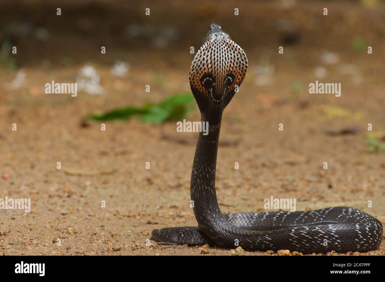 Un Cobra à capuchon (Naja naja) provenant de la forêt pluviale des plaines de Kalutara, au Sri Lanka Banque D'Images
