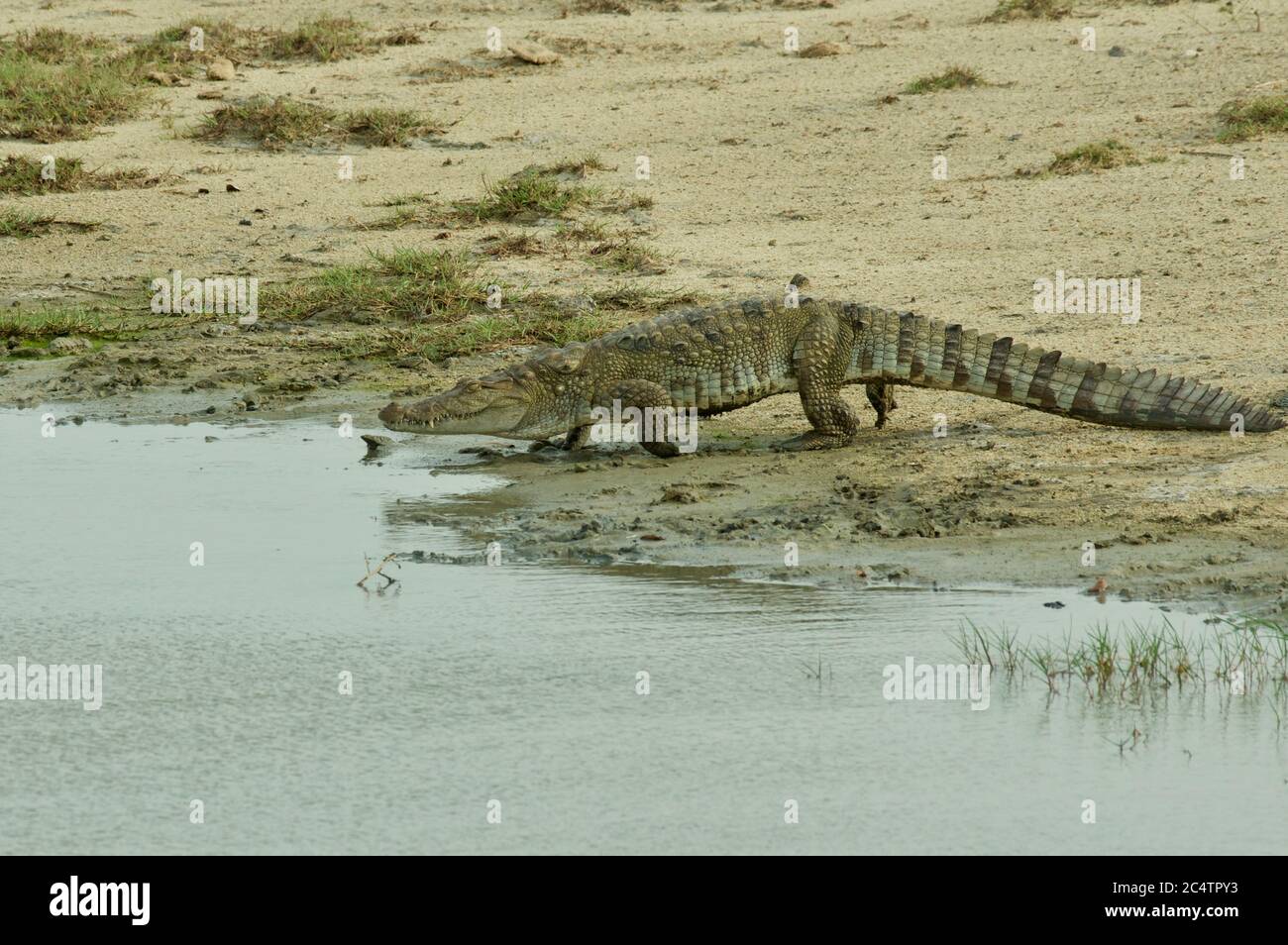 Un crocodile de mugger (Crocodylus palustris) sur le point d'entrer dans l'eau dans le parc national de Yala, Sri Lanka Banque D'Images