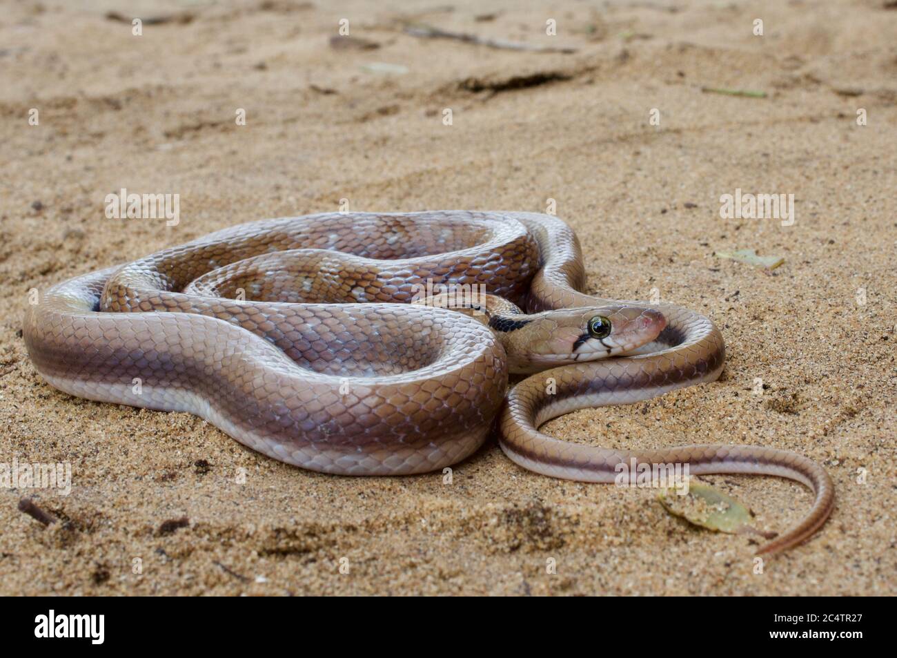 Un magnifique serpent à bijoux (Coelognathus helena) sur un terrain sablonneux près du parc national de Yala, Sri Lanka Banque D'Images