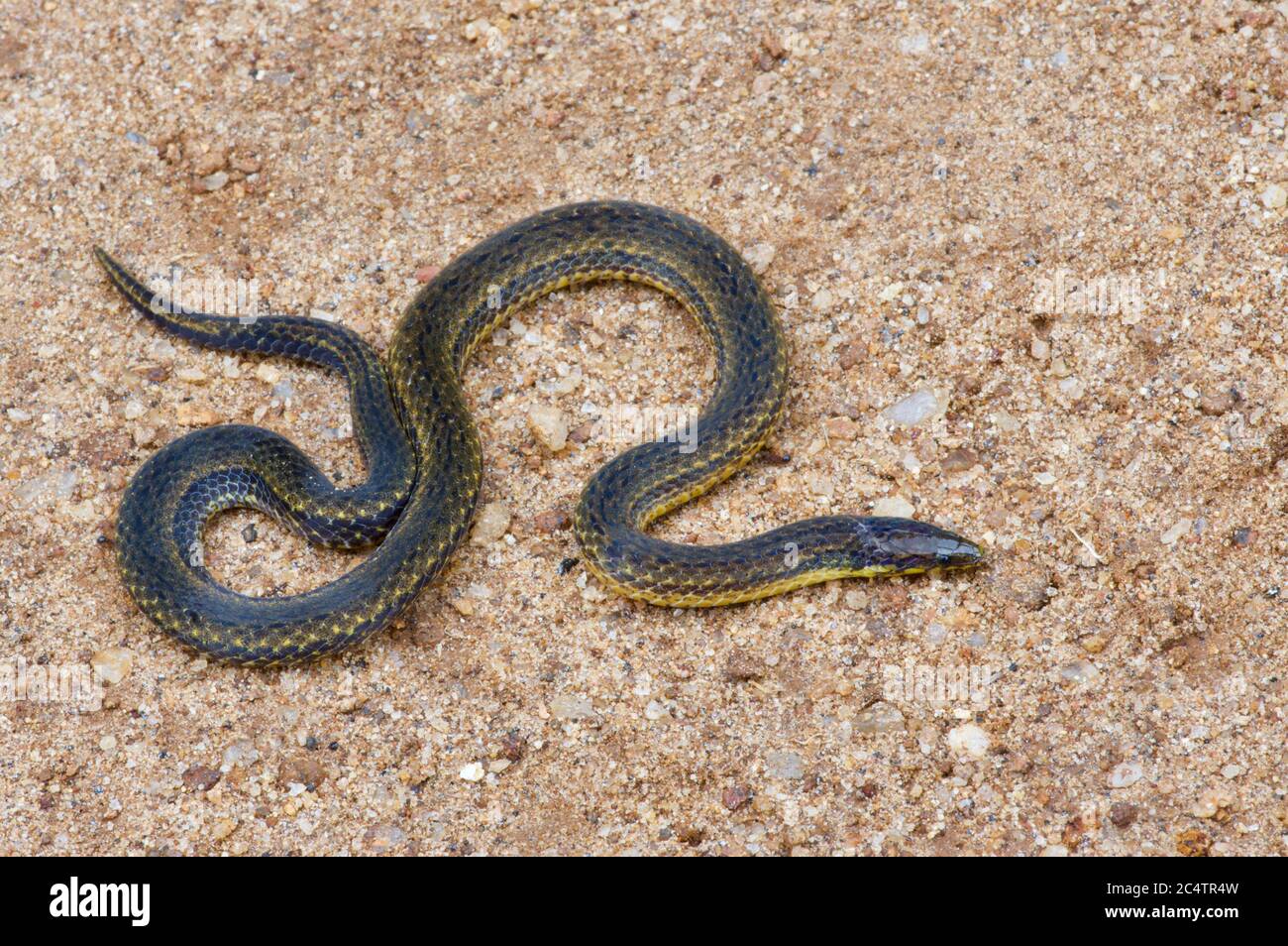 Un serpent à flancs bruts de Silva (Aspidura desilvai) de la réserve forestière de Knuckles, Sri Lanka Banque D'Images