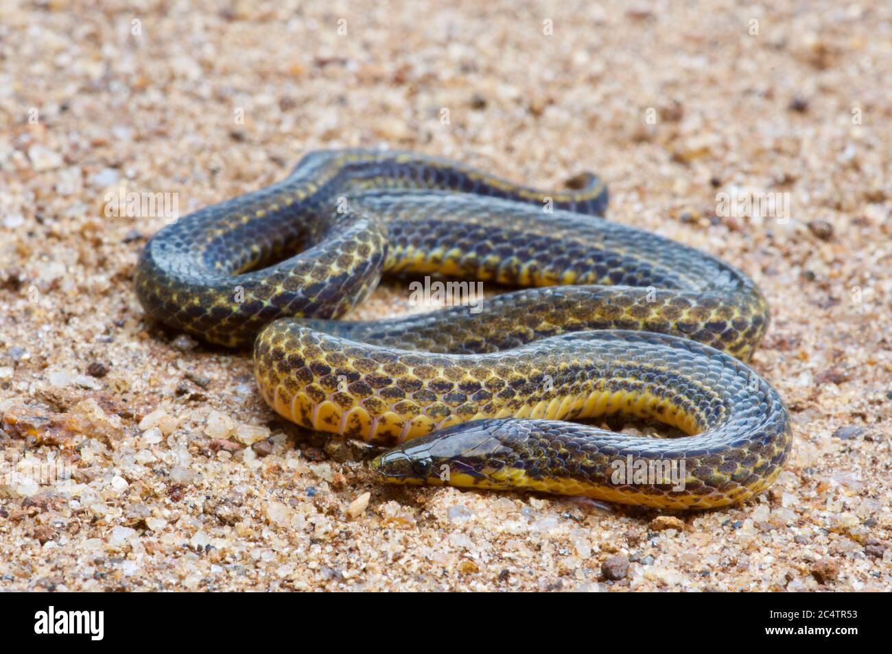 Un serpent à flancs bruts de Silva (Aspidura desilvai) de la réserve forestière de Knuckles, Sri Lanka Banque D'Images