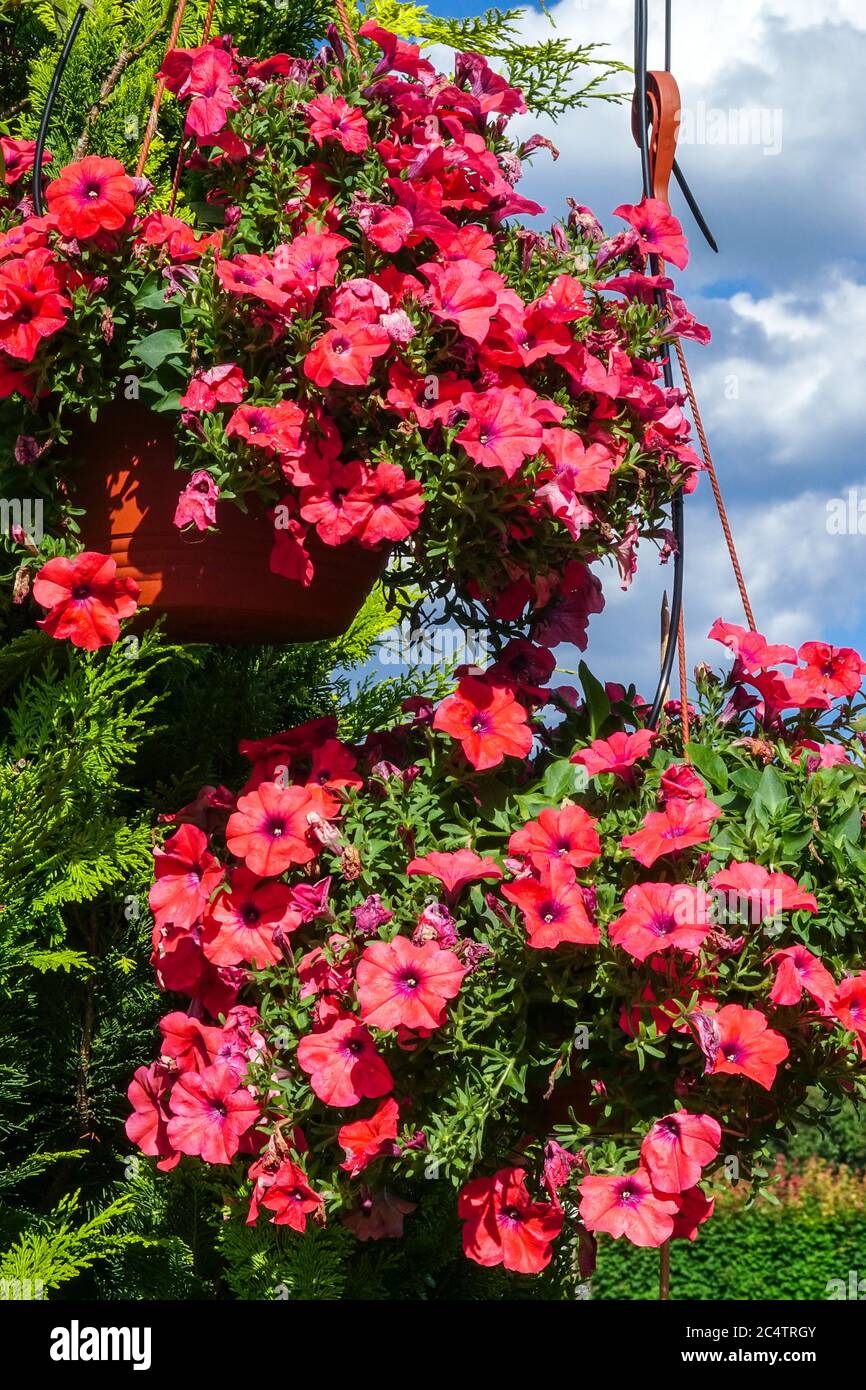 pétunia surfinia rouge dans un pot à panier suspendu Banque D'Images