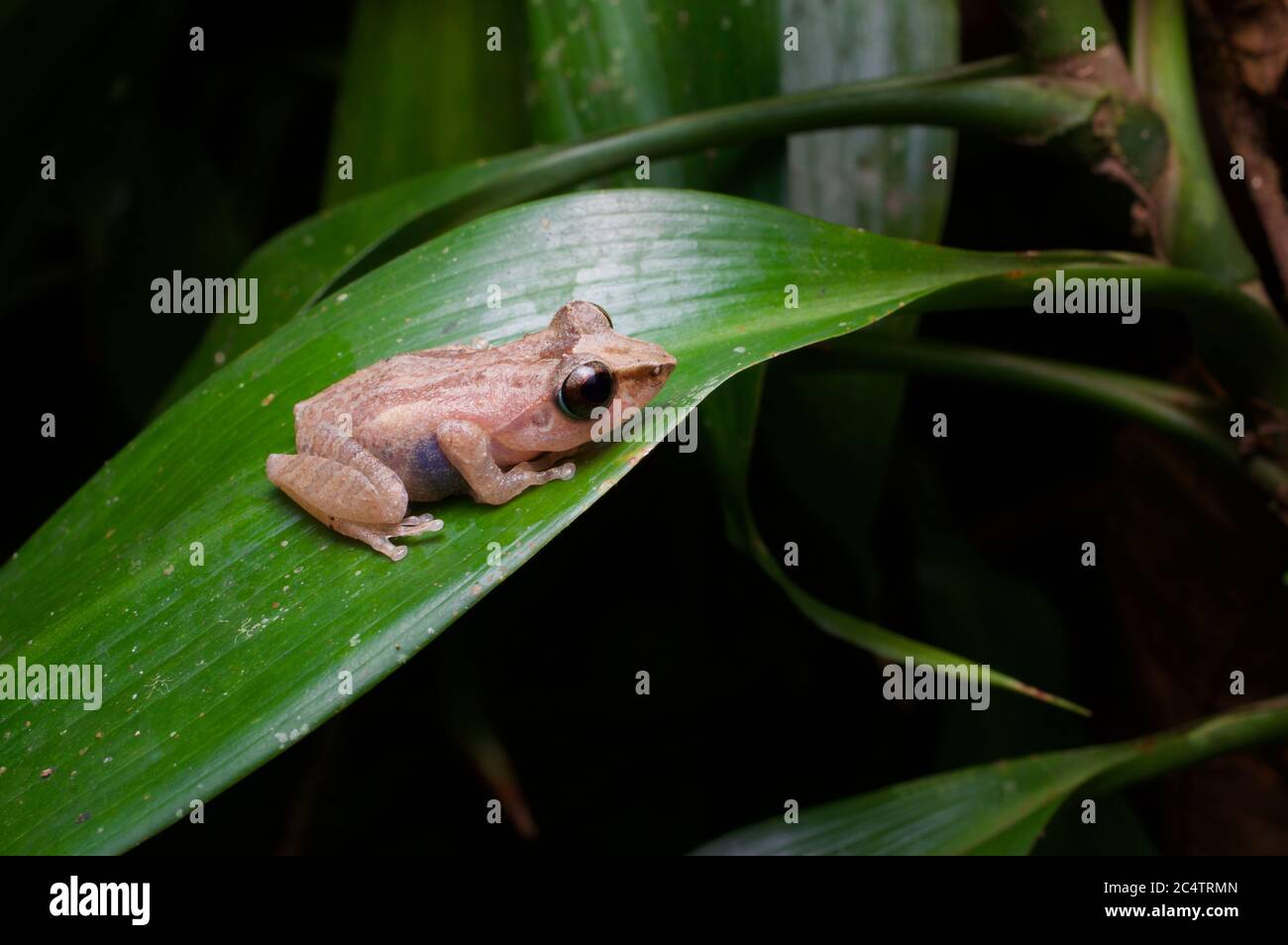 Une grenouille arbustive orangée (Pseudophilautus stictomerus) endémique sur une feuille la nuit à Kalutara, au Sri Lanka Banque D'Images