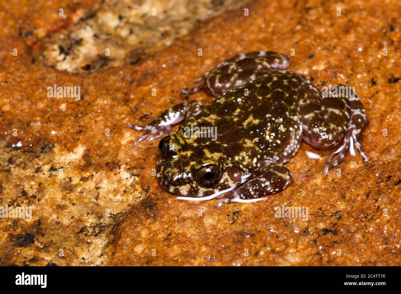 Une grenouille en marbre (Nannophyrys marmorata) en danger critique d'extinction sur une roche humide dans la réserve forestière de Knuckles, au Sri Lanka Banque D'Images