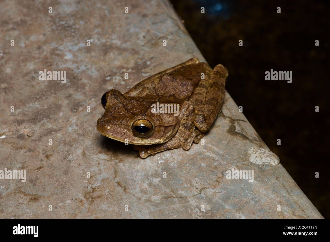 Un Treefrog commun (Polypedates cruciger) sur le bord d'un étang artificiel la nuit à Pidurangala, Sri Lanka. Banque D'Images