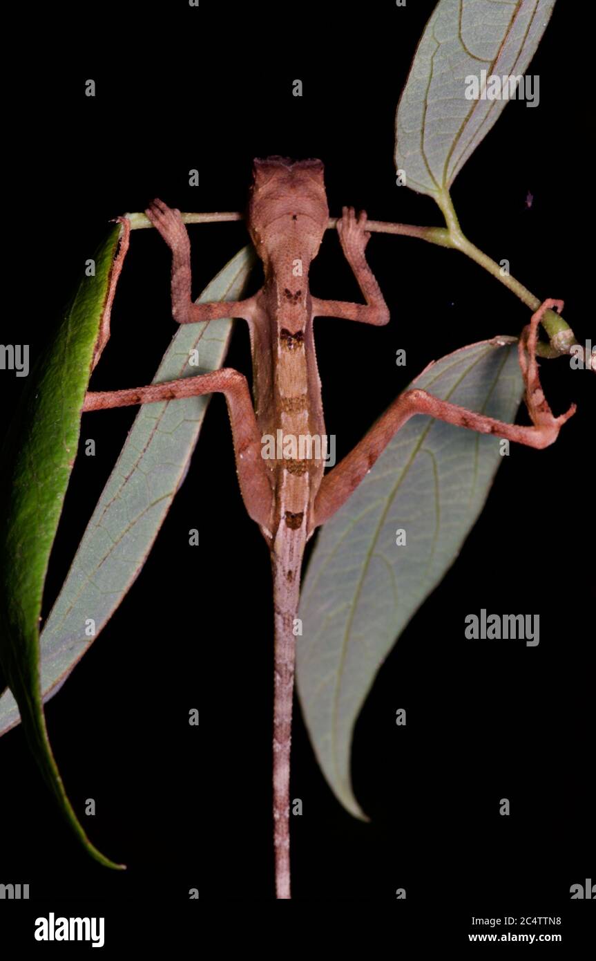 Un lézard kangourou sri lankais adulte (Otocryptis wiegmanni) dormant la nuit tout en accrochant sur les feuilles dans la réserve forestière de Morningside, Sri Lanka Banque D'Images