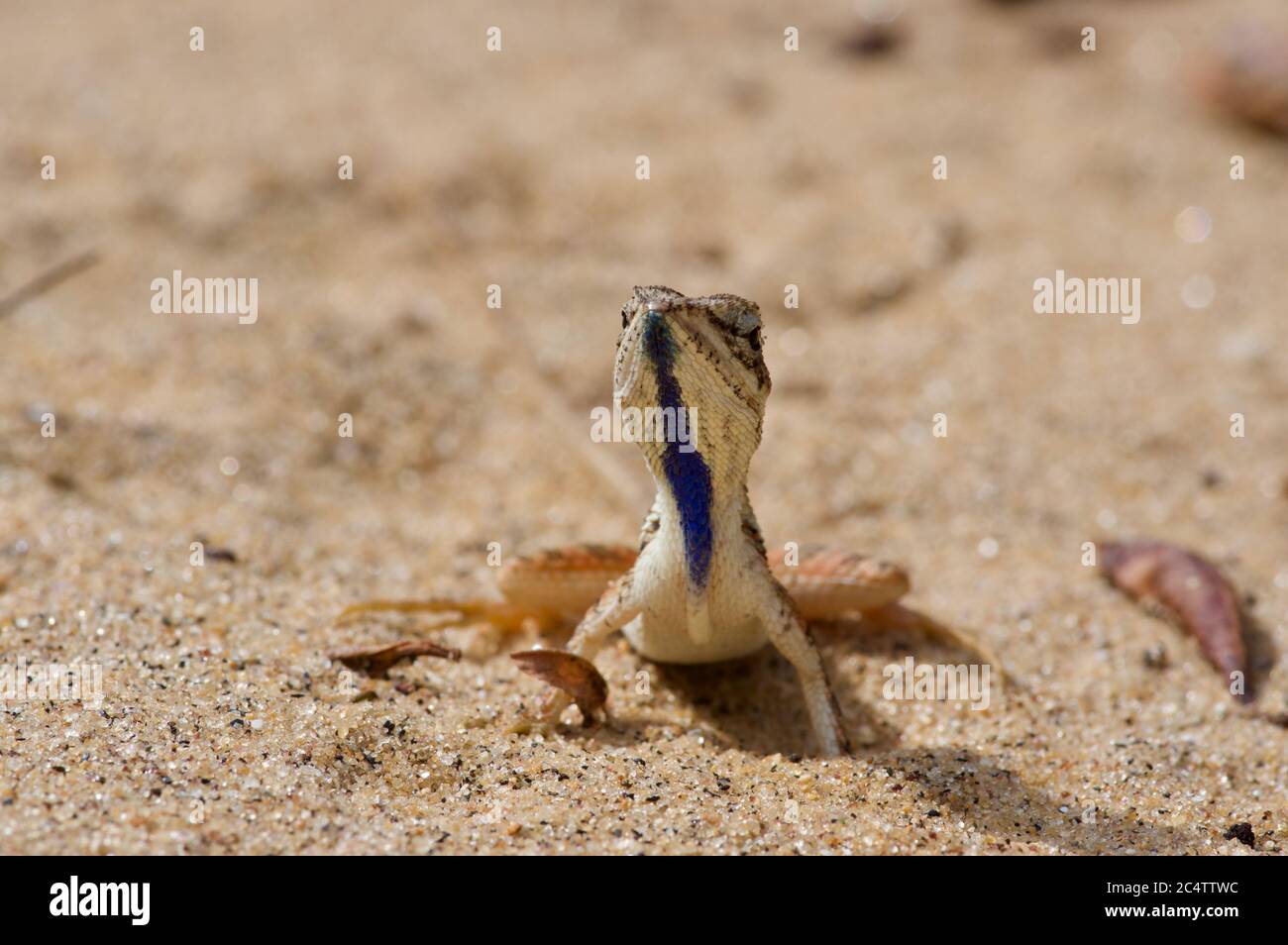 Un mâle adulte Pondichéry à gorge éventail Lizard (Sitana ponticeriana) dans le sable près du parc national de Yala, Sri Lanka Banque D'Images