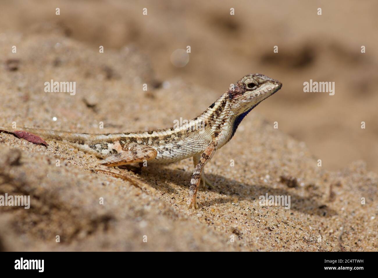 Un mâle adulte Pondichéry à gorge éventail Lizard (Sitana ponticeriana) dans le sable près du parc national de Yala, Sri Lanka Banque D'Images