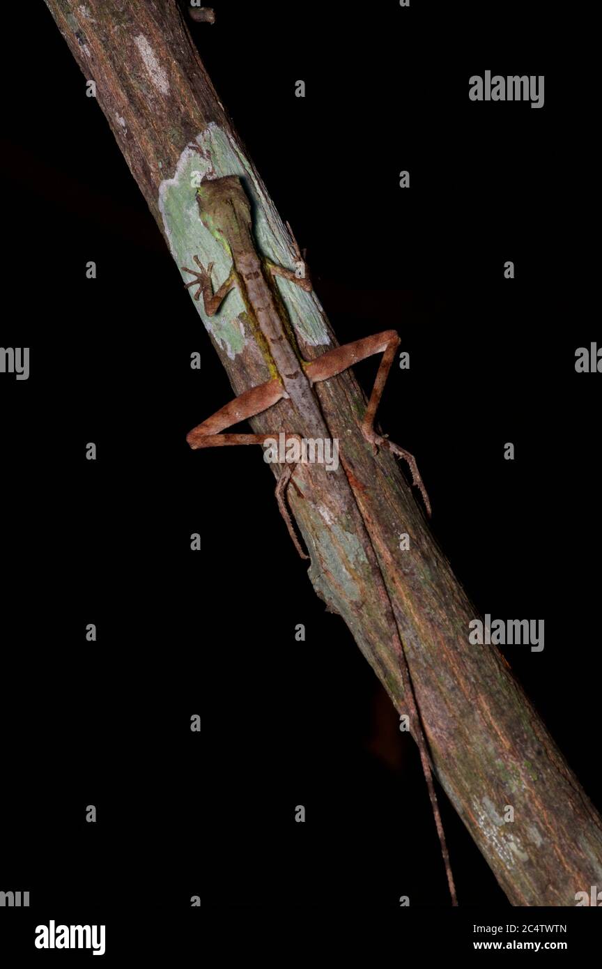 Un lézard kangourou à pois noirs (Otocryptis nigrigristigma) se reposant la nuit à Pidurungala, au Sri Lanka Banque D'Images