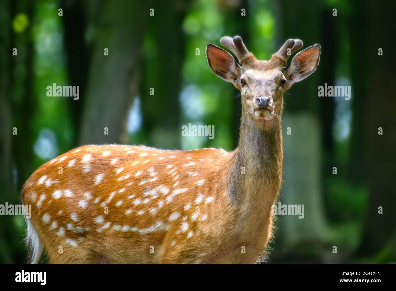 Joli cerf en forêt à pois. Animal dans l'habitat de la nature. Scène de la faune Banque D'Images