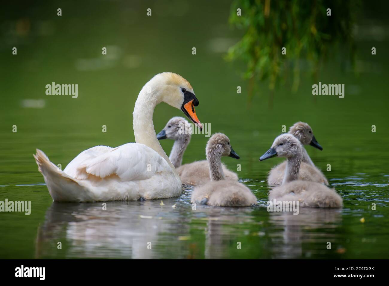 Couper Cygnus Color cygne avec bébé. Cygnets le jour d'été dans l'eau calme. Oiseau dans l'habitat naturel. Scène de la faune Banque D'Images