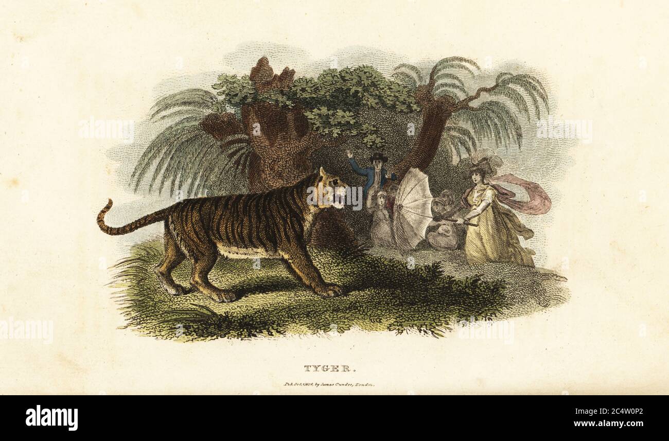 Un tigre, Panthera tigris, effrayé par une femme anglaise qui agite un parapluie. La famille coloniale anglaise se repose sous un arbre près d'une rivière au Bengale, en Inde, vers 1800. Gravure en copperplate de couleur main du Cabinet du naturaliste du révérend Thomas Smith, ou esquisses intéressantes d’histoire animale, Albion Press, James Cundee, Londres, 1806. Smith, fl. 1803-1818, est un auteur et rédacteur de livres sur l'histoire naturelle, la religion, la philosophie, l'histoire ancienne et l'astronomie. Banque D'Images