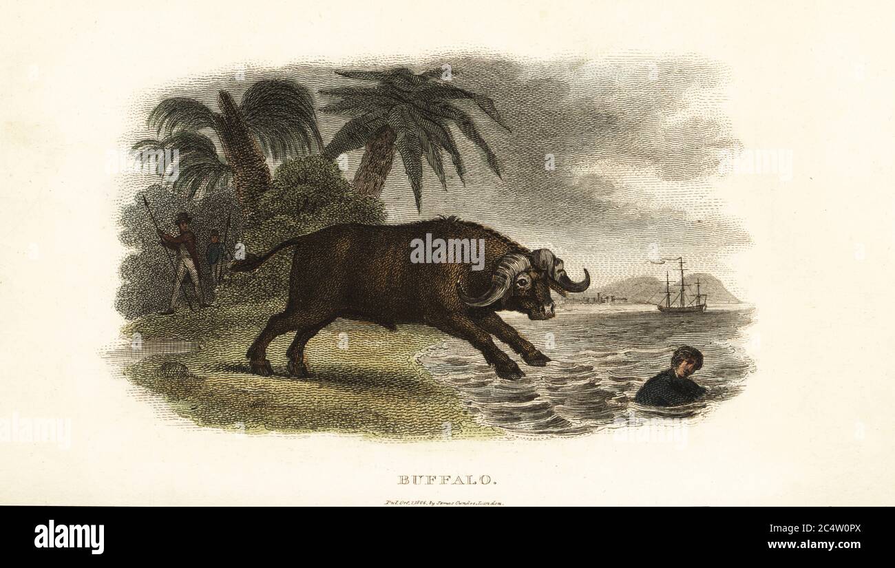 Buffles pourchassant les garçons dans la mer sur l'île de Pulo Condore (con son, Vietnam). Les Anglais ont acheté huit buffles d'eau, Bubalus bubalis, et ont eu de la difficulté à les charger sur leurs navires. D’un incident sur le dernier voyage du capitaine Cook. Gravure en copperplate de couleur main du Cabinet du naturaliste du révérend Thomas Smith, ou esquisses intéressantes d’histoire animale, Albion Press, James Cundee, Londres, 1806. Smith, fl. 1803-1818, est un auteur et rédacteur de livres sur l'histoire naturelle, la religion, la philosophie, l'histoire ancienne et l'astronomie. Banque D'Images