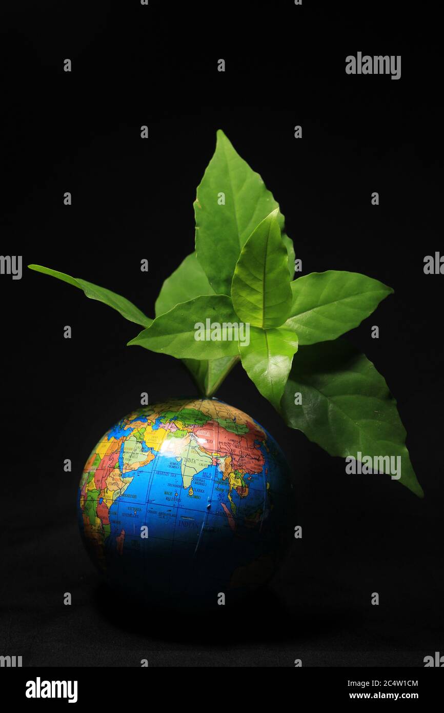 Vert Terre sur les feuilles isolé sur le noir. Globe terrestre avec feuilles vertes isolées sur fond noir. Globe scolaire sur fond noir. Banque D'Images