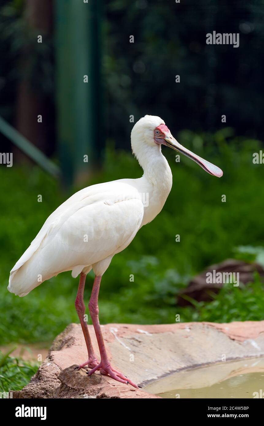 Oiseau de la cuillerée africaine (Platalea alba) Banque D'Images