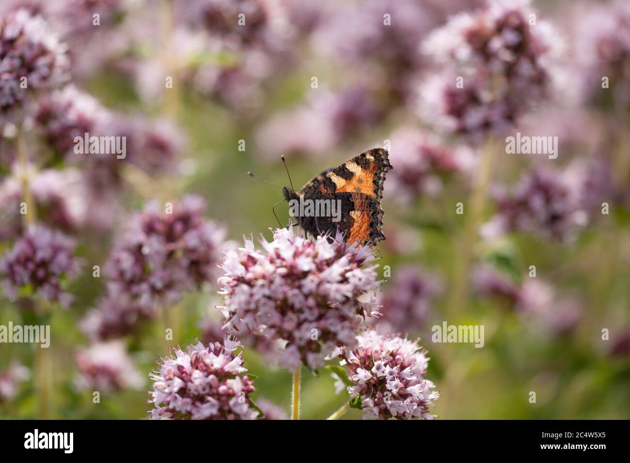 Un petit papillon tortoiseshell, Aglais urticae, se nourrit de fleurs sauvages, Hampshire, Angleterre. Banque D'Images