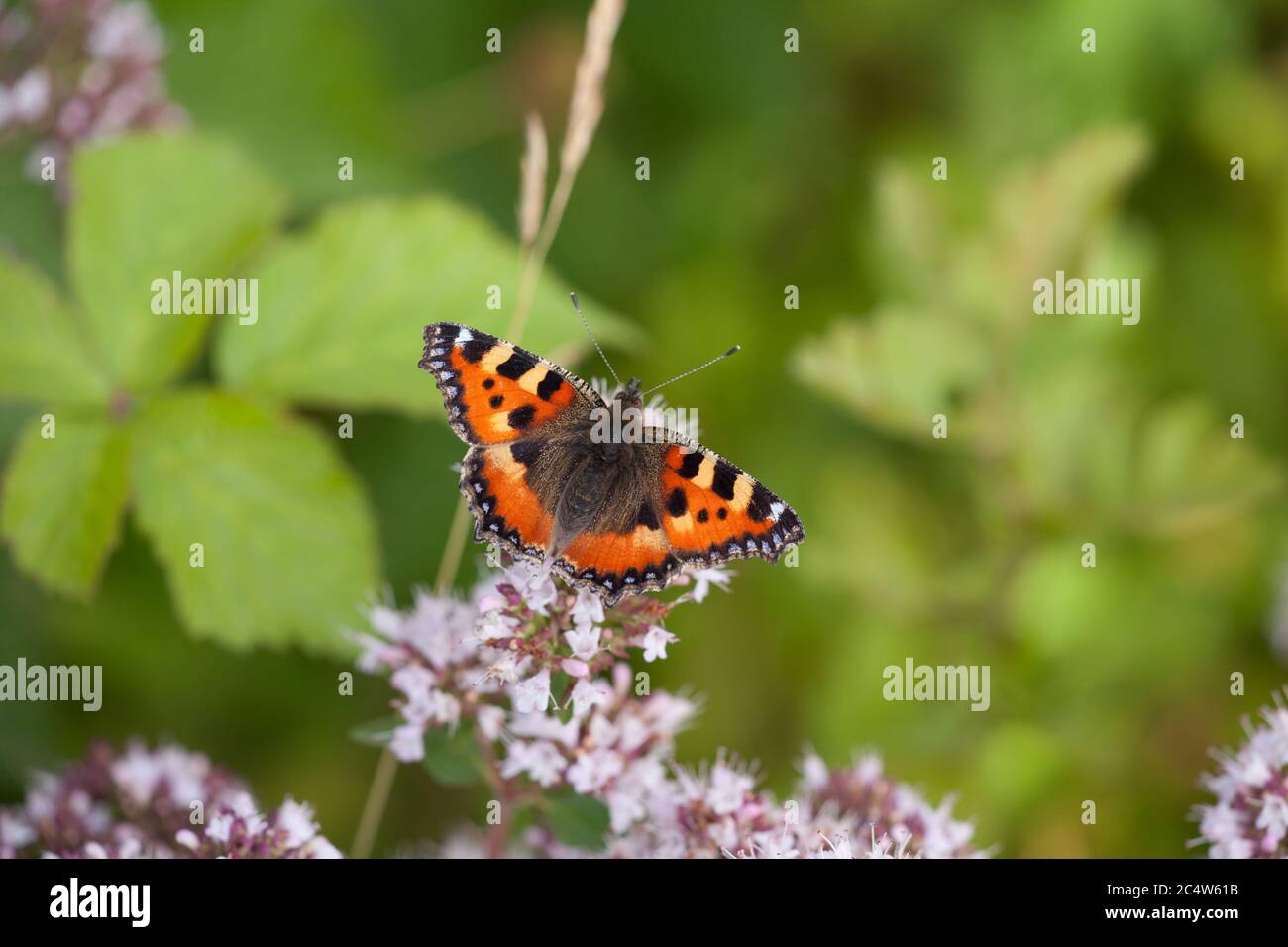 Un petit papillon tortoiseshell, Aglais urticae, se nourrit de fleurs sauvages, Hampshire, Angleterre. Banque D'Images