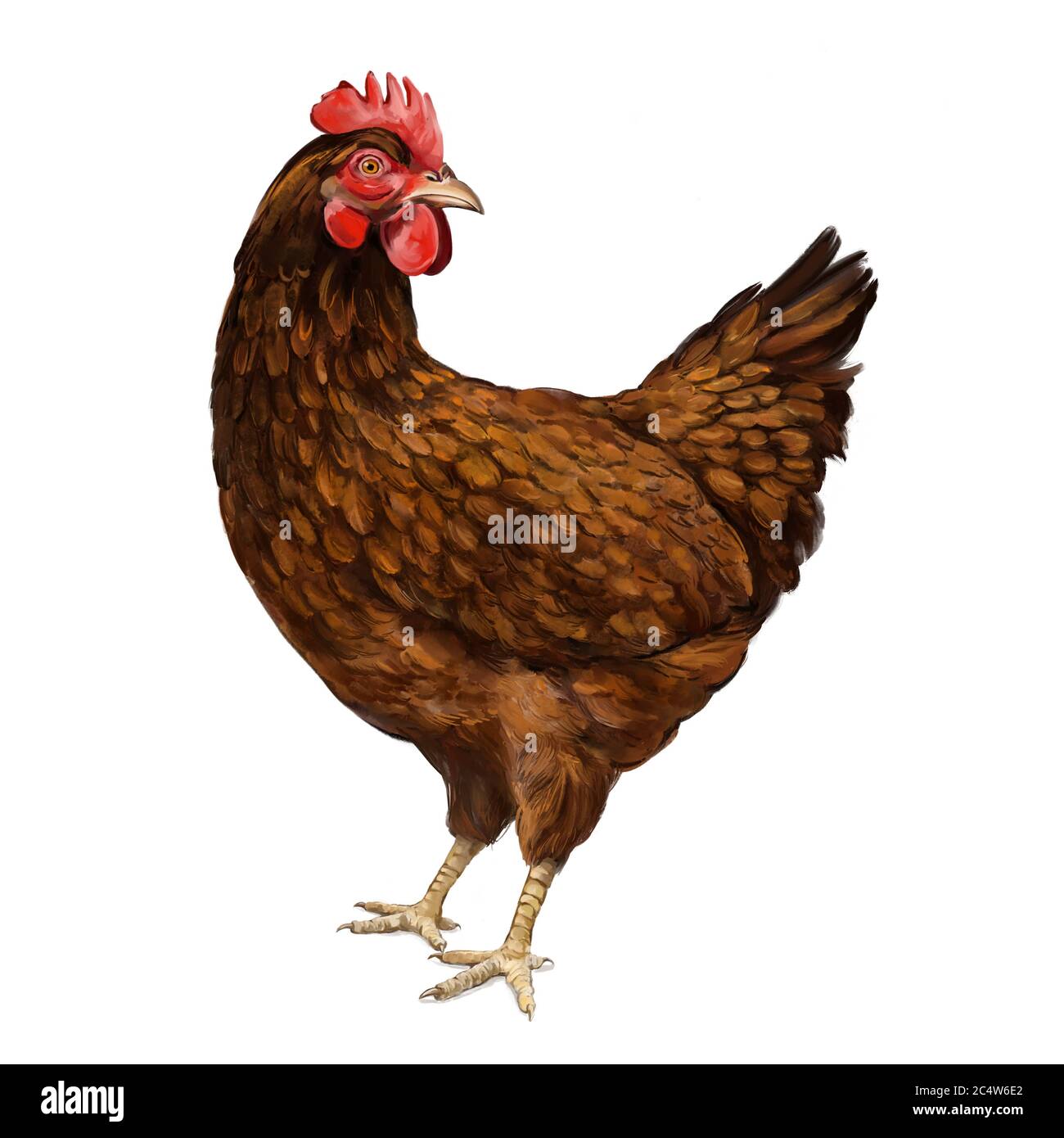 volaille de poulet, oiseaux domestiques, illustration d'art peinte avec aquarelles isolées sur fond blanc. Banque D'Images