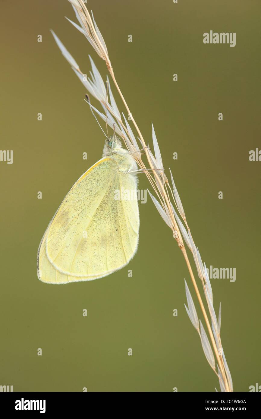 Un petit papillon blanc (blanc chou) au repos sur une tige d'herbe, Hampshire, Royaume-Uni Banque D'Images