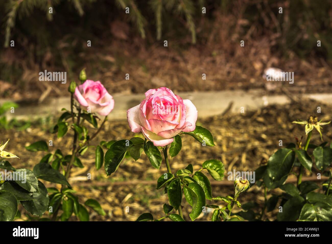 vue sur le rosier avec fleurs aux pétales roses sur les feuilles vertes Banque D'Images