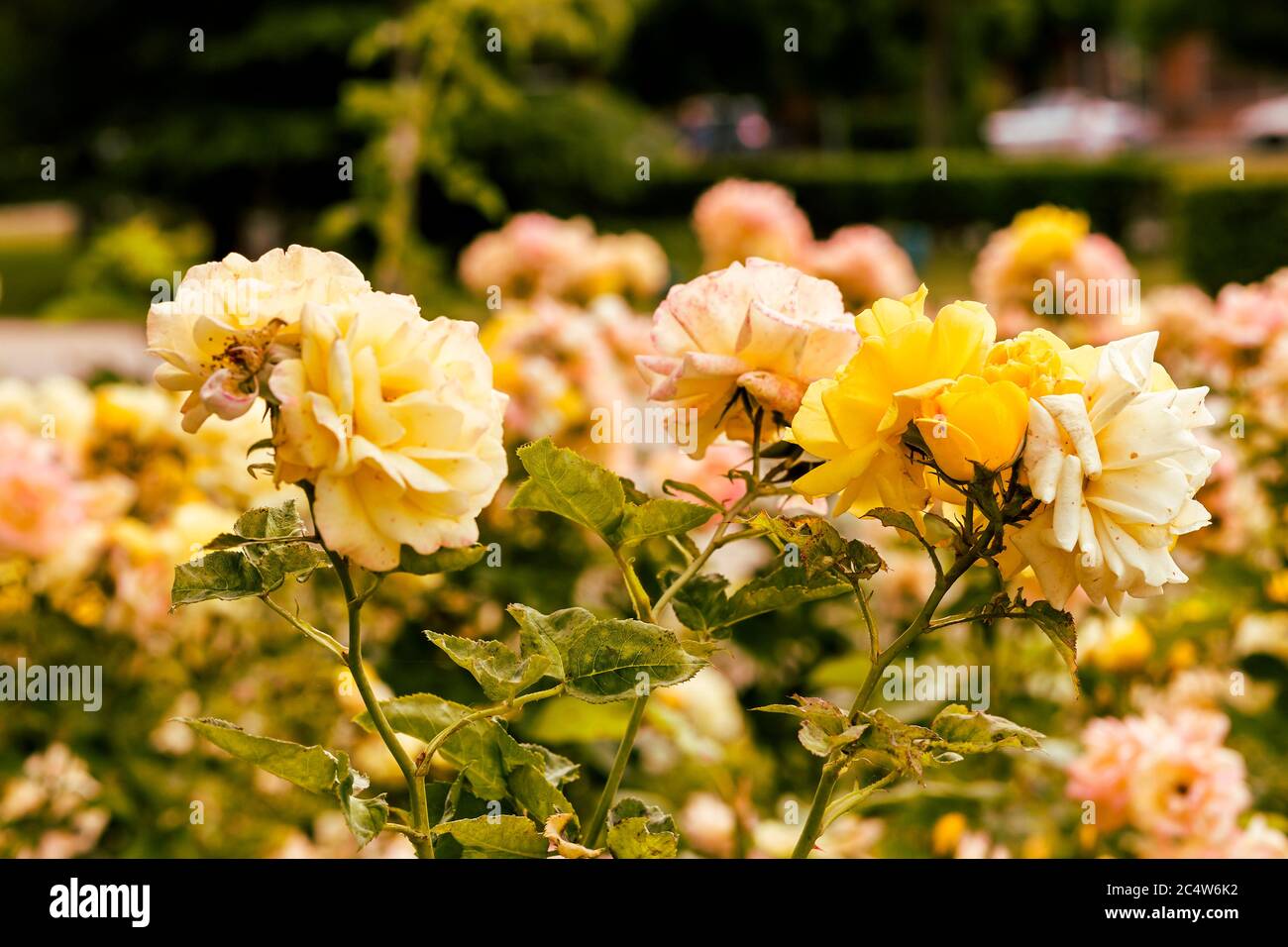 vue sur le rosier avec fleurs aux pétales jaunes sur les feuilles vertes Banque D'Images