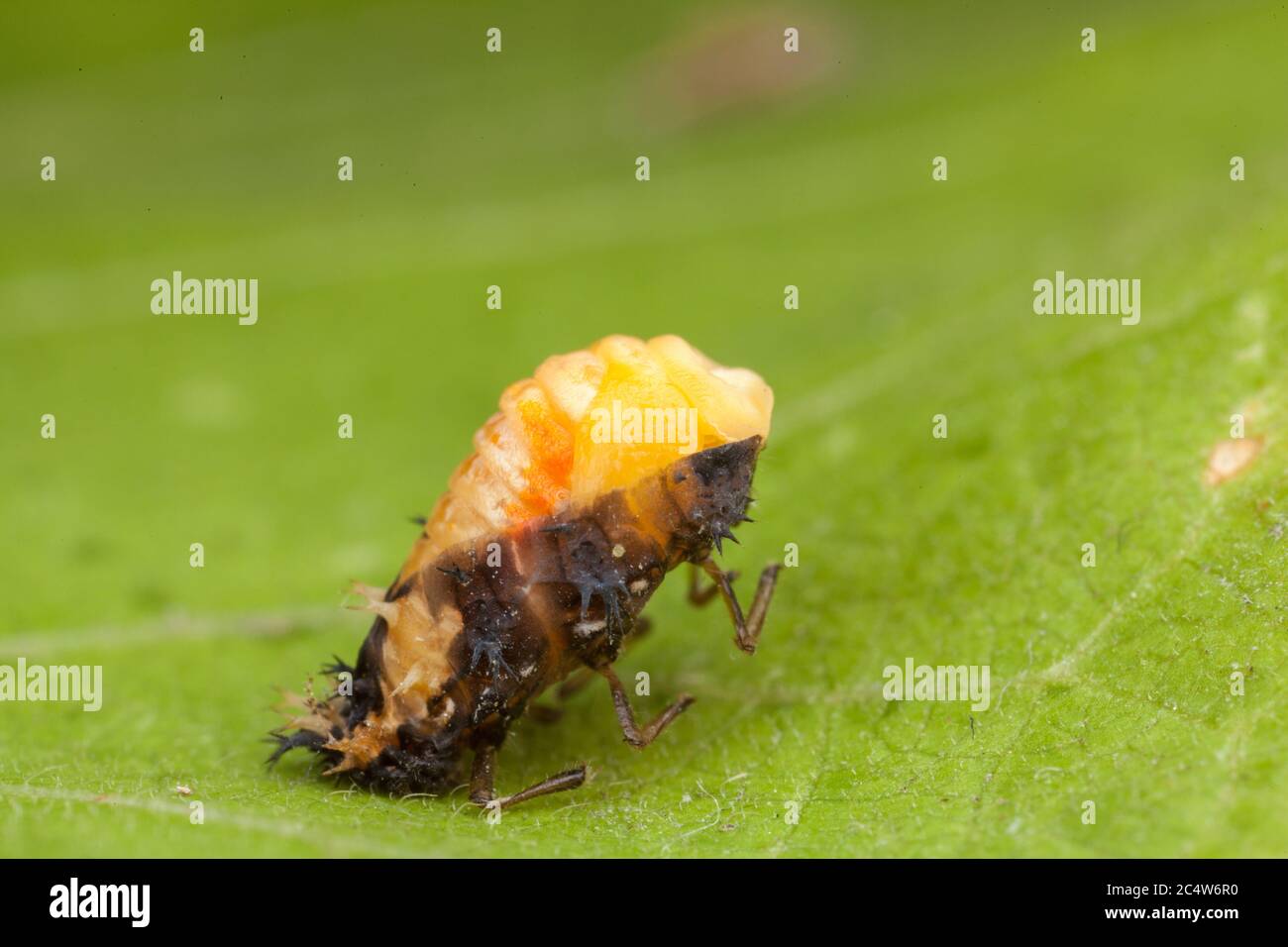 Une série d'images montrant le processus de mariation comme un adulte de six points coccinelle transforme d'un pupa. Banque D'Images