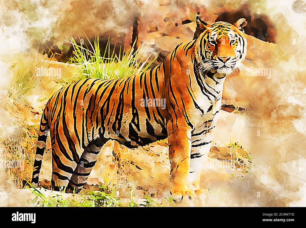 Tigre sauvage Banque D'Images