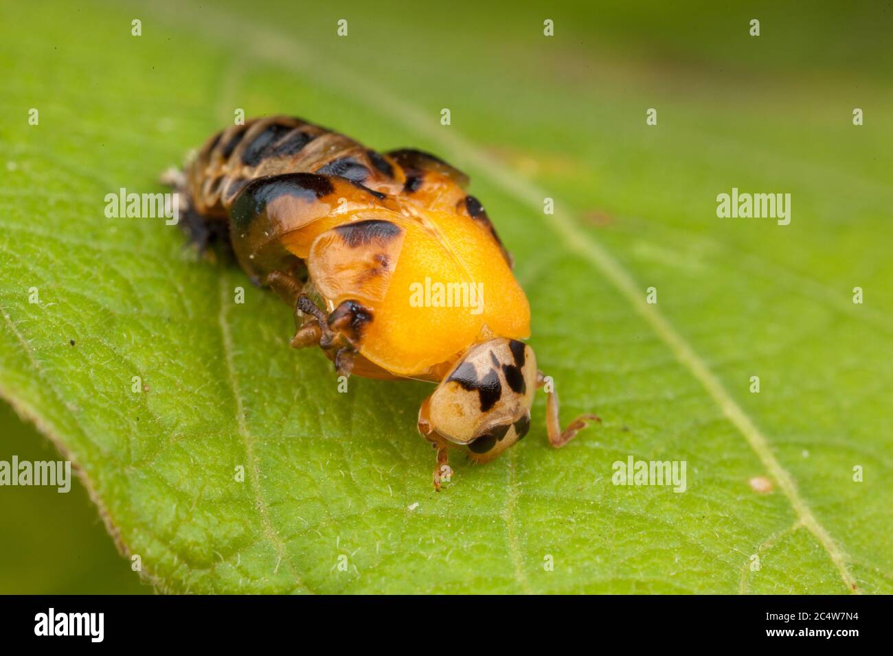 Une série d'images montrant le processus de mariation comme un adulte de six points coccinelle transforme d'un pupa. Banque D'Images