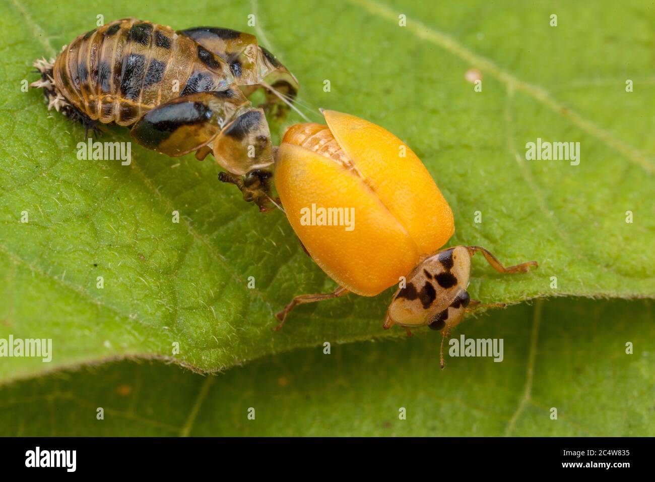 Une série d'images montrant le processus de mariation comme un adulte de six points coccinelle transforme d'un pupa. Banque D'Images