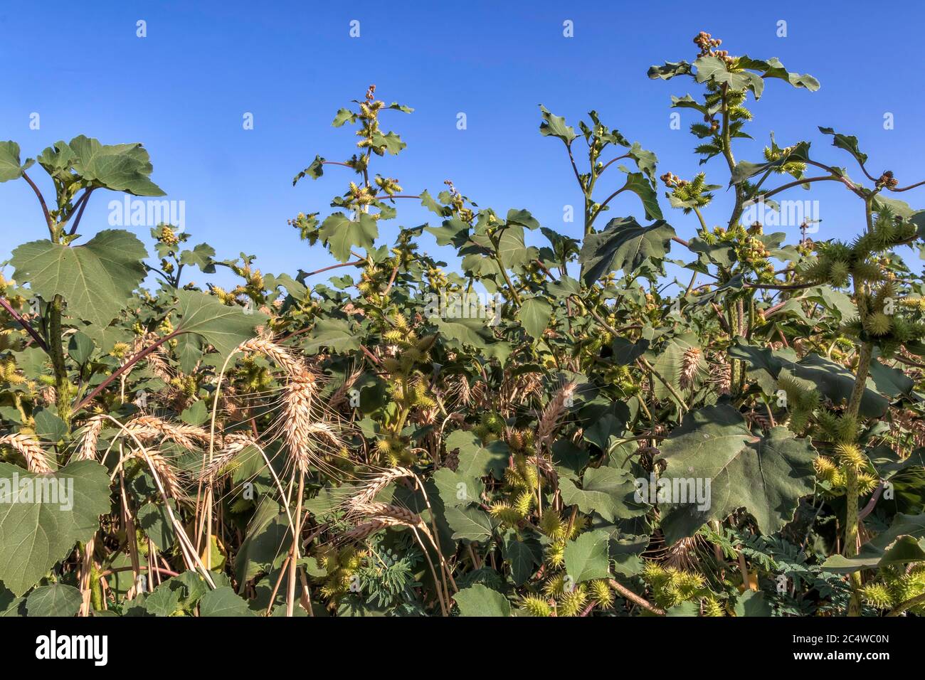 Épaississement de la cocarbure rugueuse avec des fruits épineux et des épis de blé mûr Banque D'Images