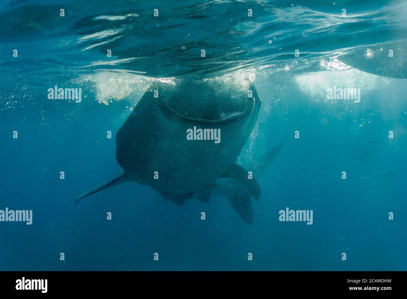 Whaleshark se nourrissant de krill. Observation de Whaleshark à Oslob, Philippines. Banque D'Images