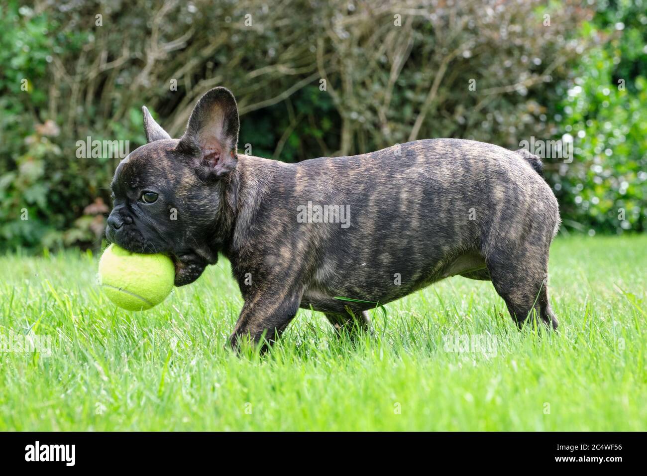 Un adorable chien Bulldog français marron et noir joue dans l'herbe avec  une balle jaune Photo Stock - Alamy